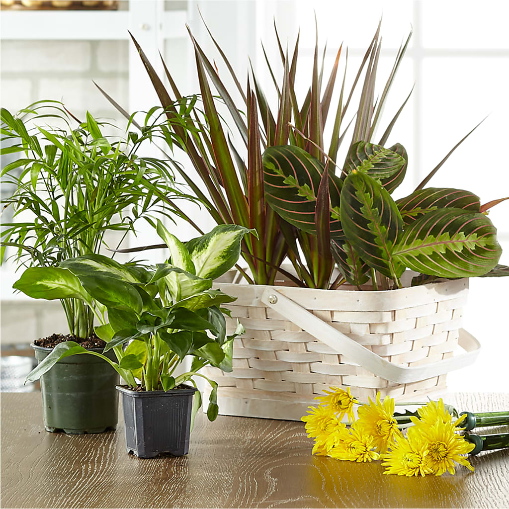 Florist Designed Blooming and Green Plants in a Basket – Albertsons Floral #0199, Boise ID