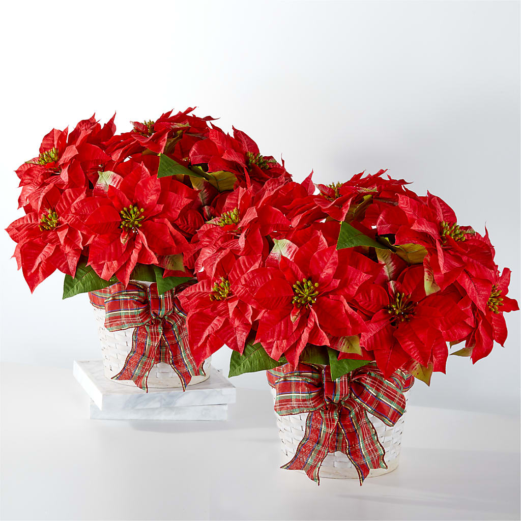 Happiest Holidays Poinsettia Bundle – Albertsons Floral #0199, Boise ID
