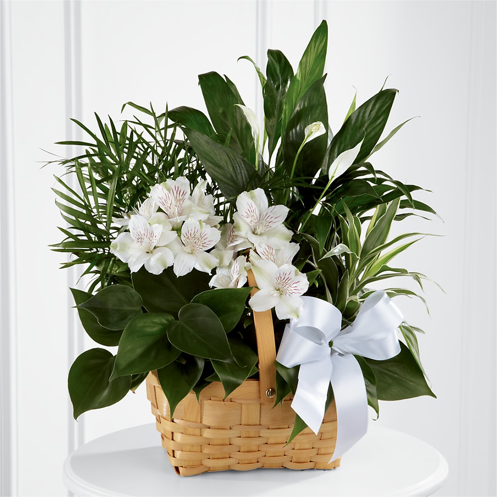 Peace & Serenity Dishgarden – Albertsons Floral #0199, Boise ID