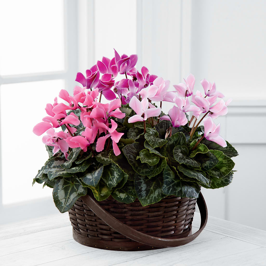 Mixed Cyclamen Planter – Albertsons Floral #0199, Boise ID