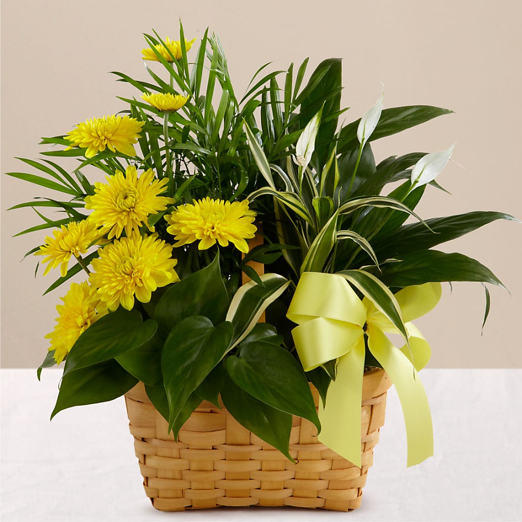 Loving Light Dishgarden – Albertsons Floral #0199, Boise ID