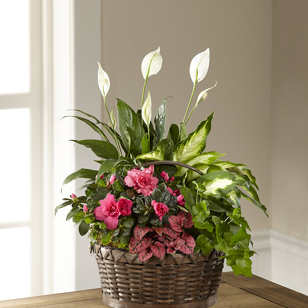 Dream in Pink Dishgarden – Albertsons Floral #0199, Boise ID