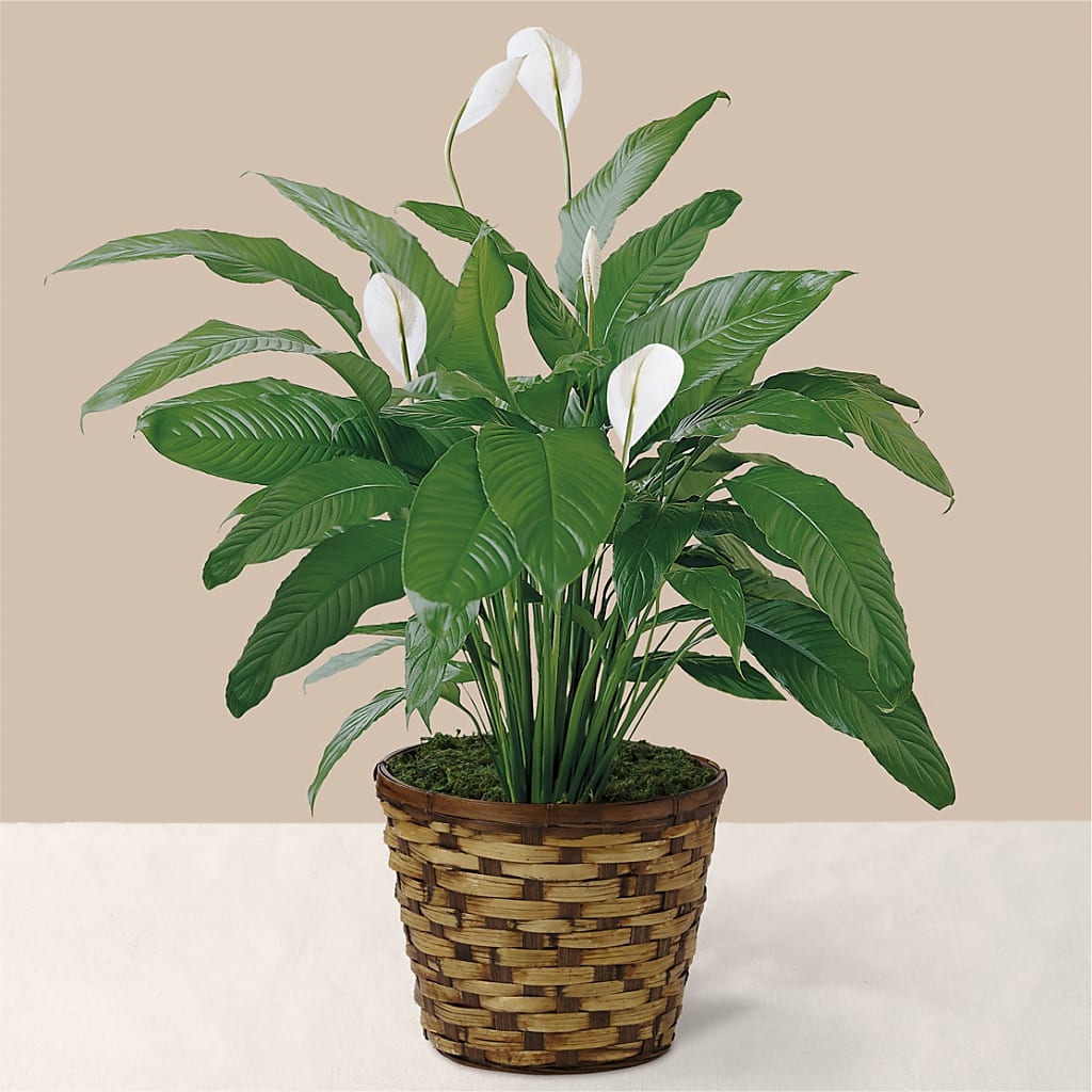 Tranquil Moments Peace Lily Plant – Albertsons Floral #0199, Boise ID