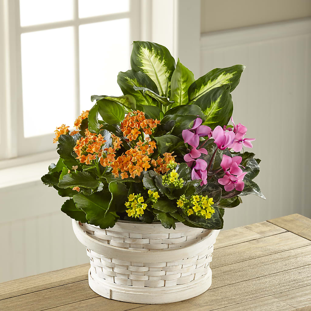 Color Crush Dishgarden – Albertsons Floral #0199, Boise ID