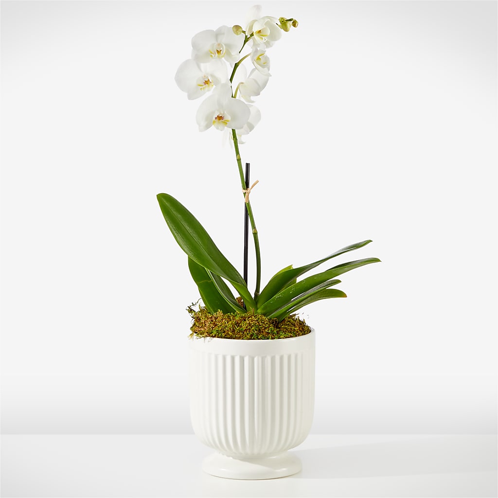 Whispering White Orchid – Albertsons Floral #0199, Boise ID