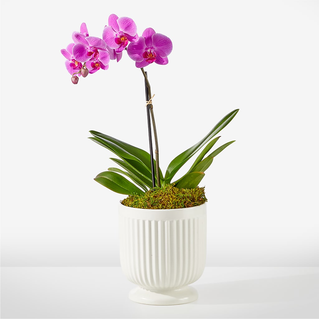Friendly Fuchsia Orchid – Albertsons Floral #0199, Boise ID
