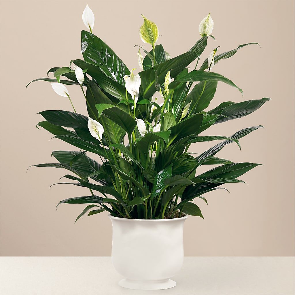 Comfort Planter – Albertsons Floral #0199, Boise ID