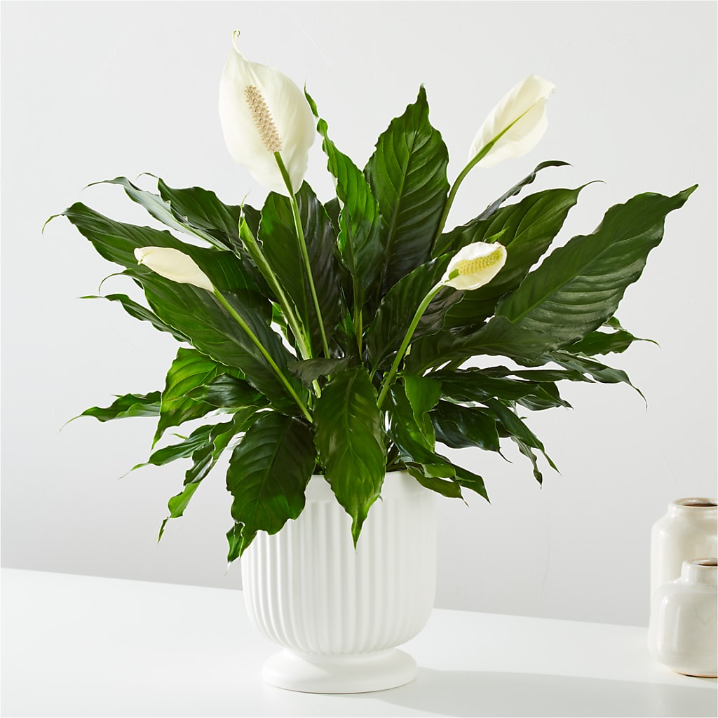Comfort Planter – Albertsons Floral #0199, Boise ID