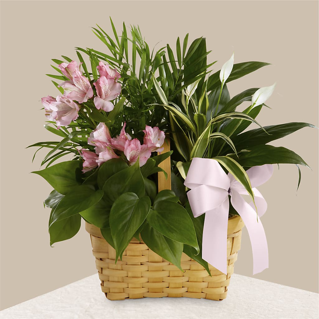 Living Spirit Dishgarden – Albertsons Floral #0199, Boise ID