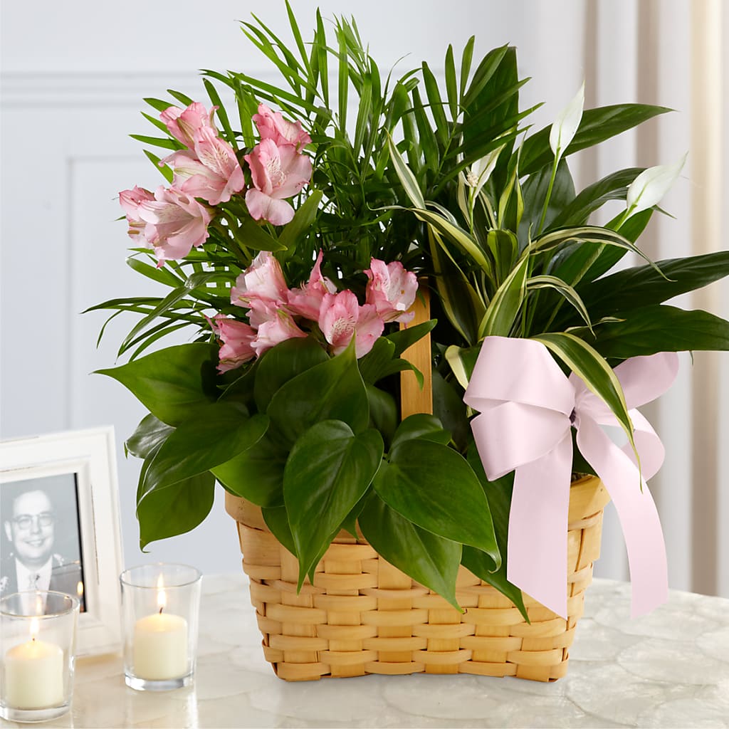 Living Spirit Dishgarden – Albertsons Floral #0199, Boise ID