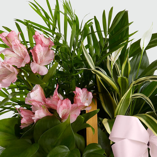 Living Spirit Dishgarden – Albertsons Floral #0199, Boise ID