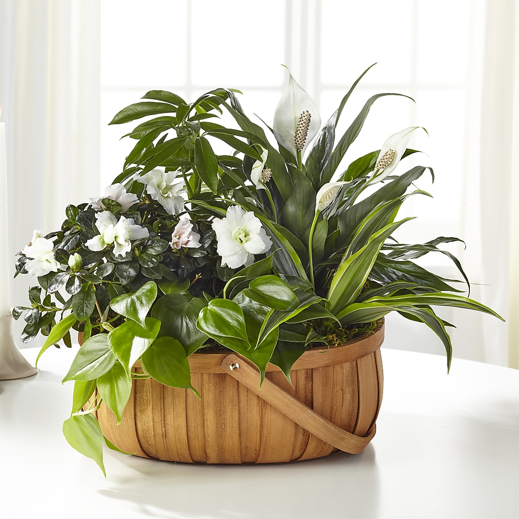 Serene Dishgarden – Albertsons Floral #0199, Boise ID