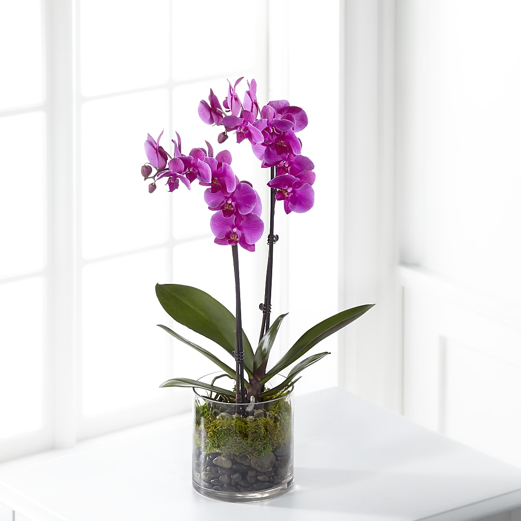 Pink Orchid Plant – Albertsons Floral #0199, Boise ID