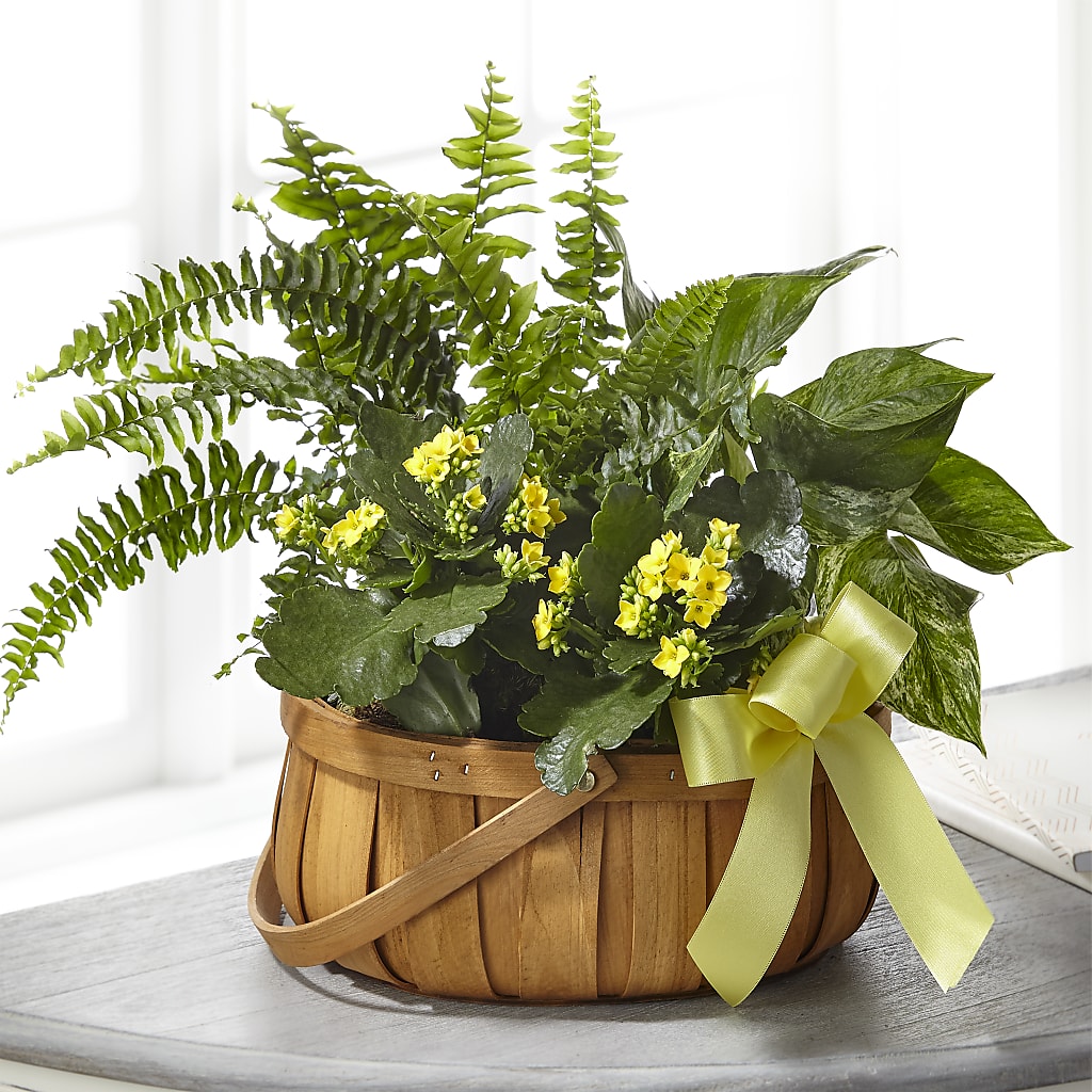 Always Dear Dishgarden – Albertsons Floral #0199, Boise ID