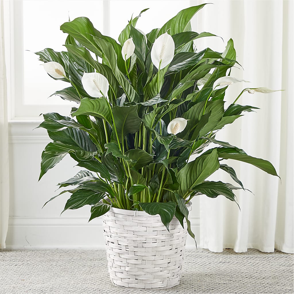 A New Leaf Peace Lily – Albertsons Floral #0199, Boise ID