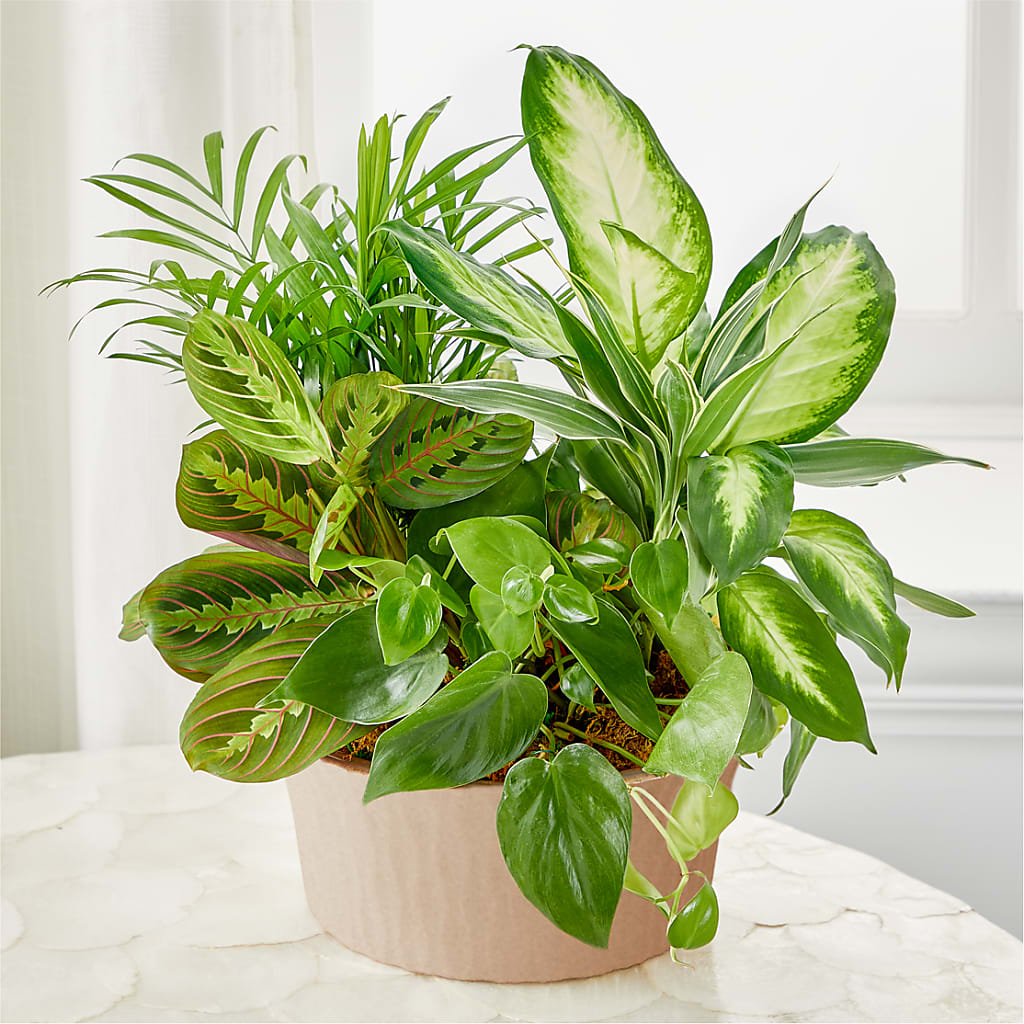 Balance & Harmony Dishgarden – Albertsons Floral #0199, Boise ID