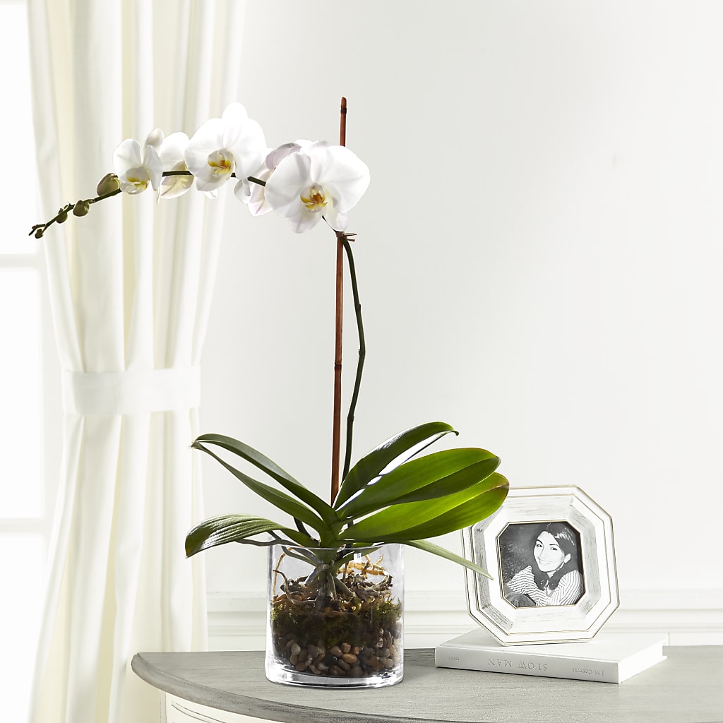 White Orchid Planter – Albertsons Floral #0199, Boise ID