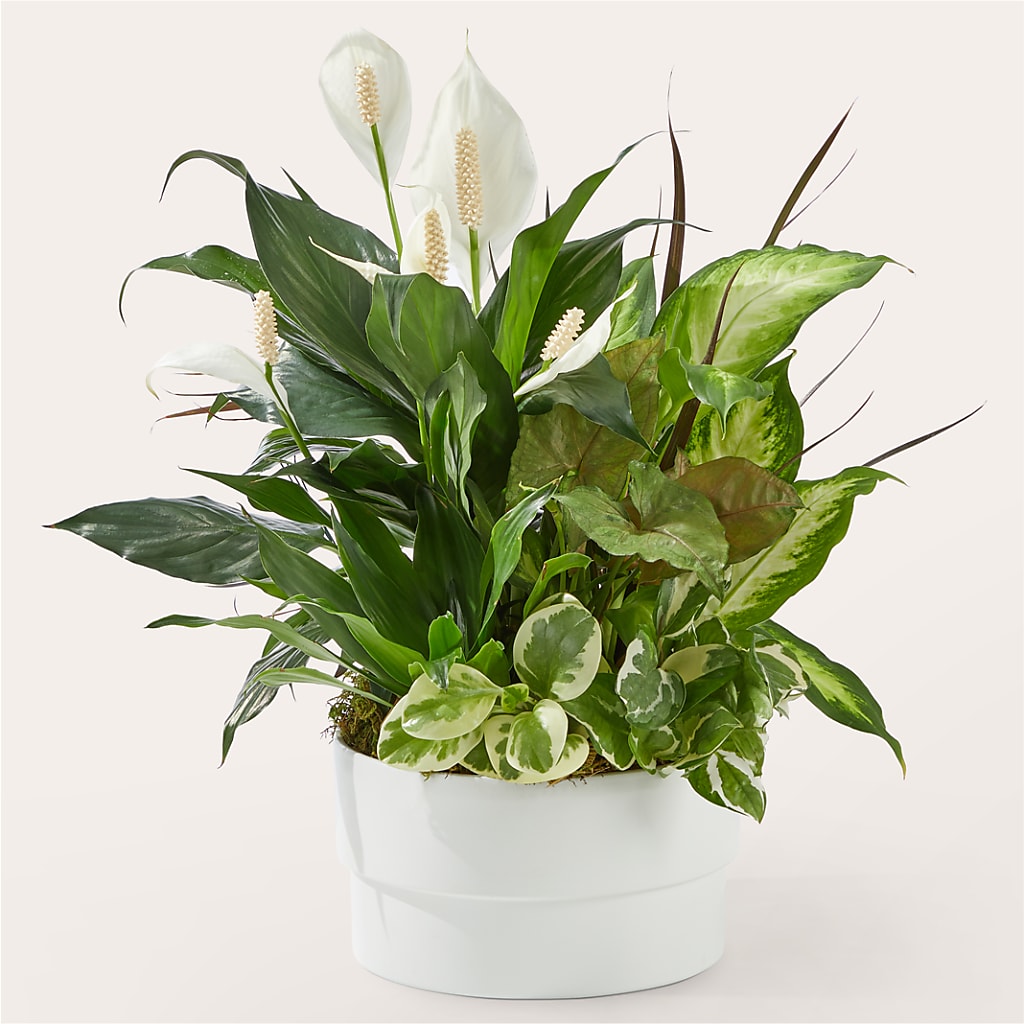 Radiating Positivity Dishgarden – Albertsons Floral #0199, Boise ID
