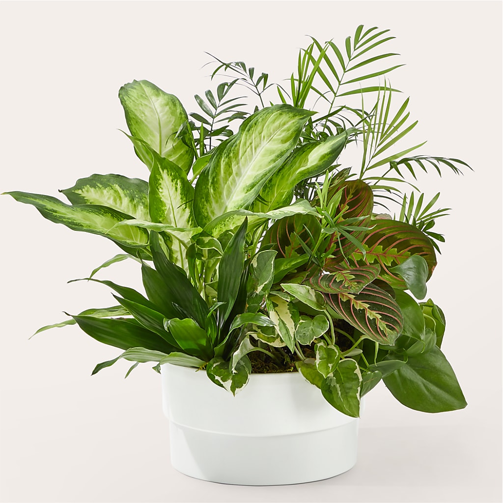 Radiating Positivity Dishgarden – Albertsons Floral #0199, Boise ID