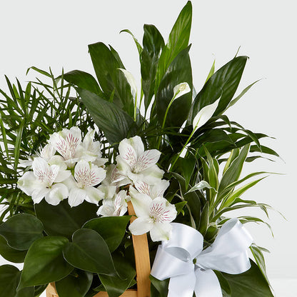 Peace & Serenity Dishgarden –  Albertsons Floral #0199, Boise ID