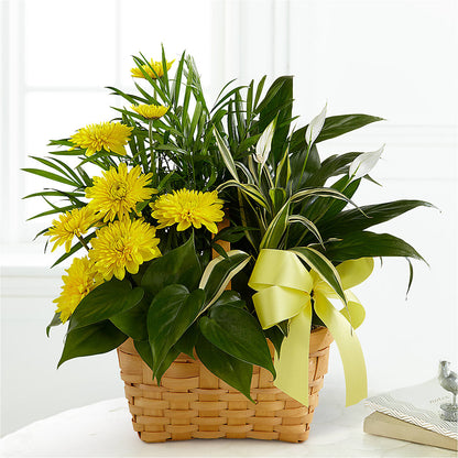 Loving Light Dishgarden –  Albertsons Floral #0199, Boise ID