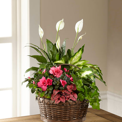 Dream in Pink Dishgarden –  Albertsons Floral #0199, Boise ID