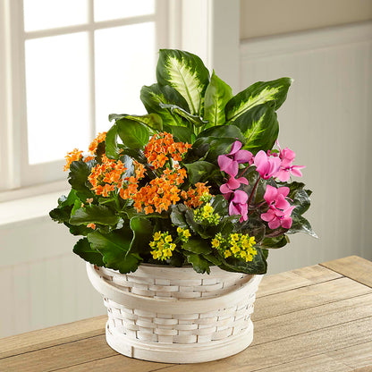 Color Crush Dishgarden –  Albertsons Floral #0199, Boise ID