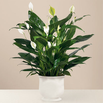Comfort Planter –  Albertsons Floral #0199, Boise ID