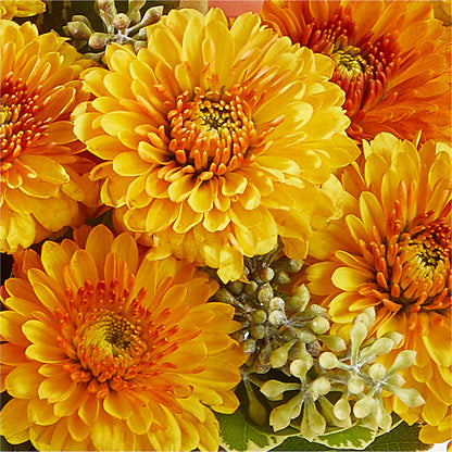 Peachy Pumpkin –  Albertsons Floral #0199, Boise ID