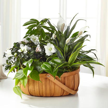 Serene Dishgarden –  Albertsons Floral #0199, Boise ID