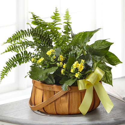 Always Dear Dishgarden –  Albertsons Floral #0199, Boise ID