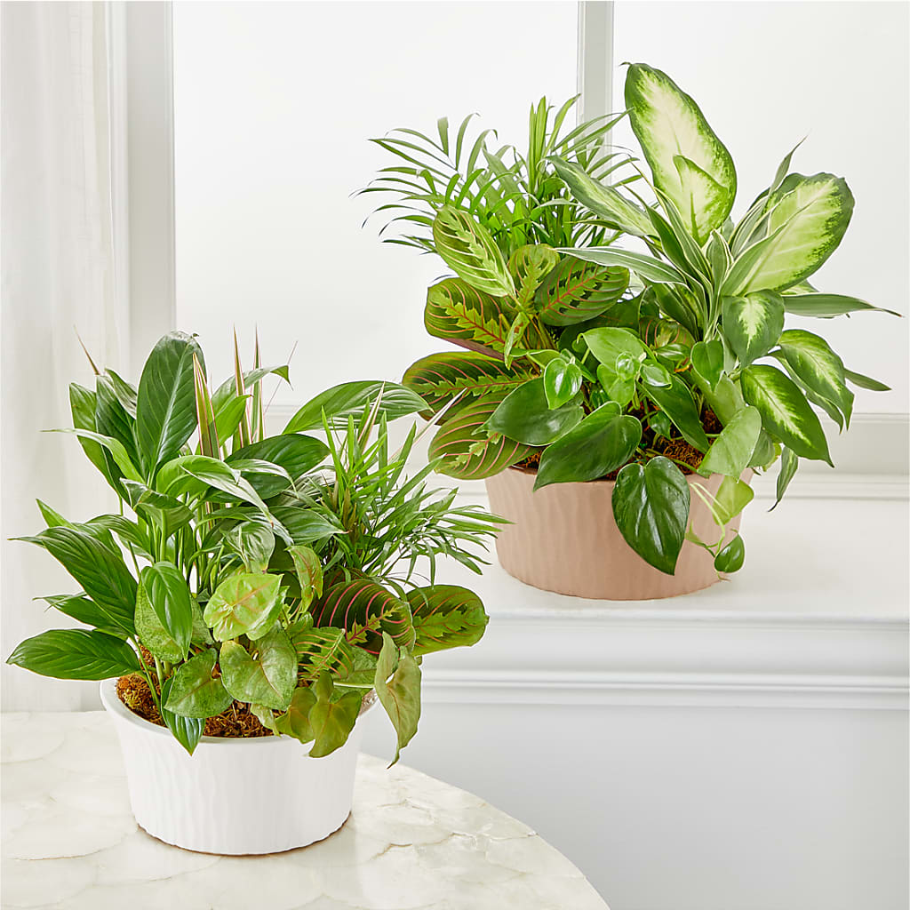 Balance & Harmony Dishgarden –  Albertsons Floral #0199, Boise ID