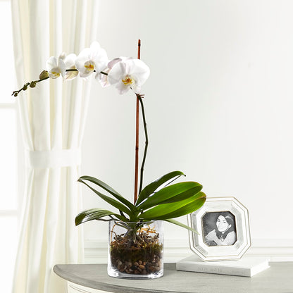 White Orchid Planter –  Albertsons Floral #0199, Boise ID